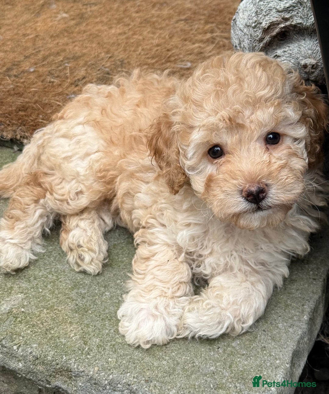 Poochon dogs for sale: Poodle X Pups - Image 1