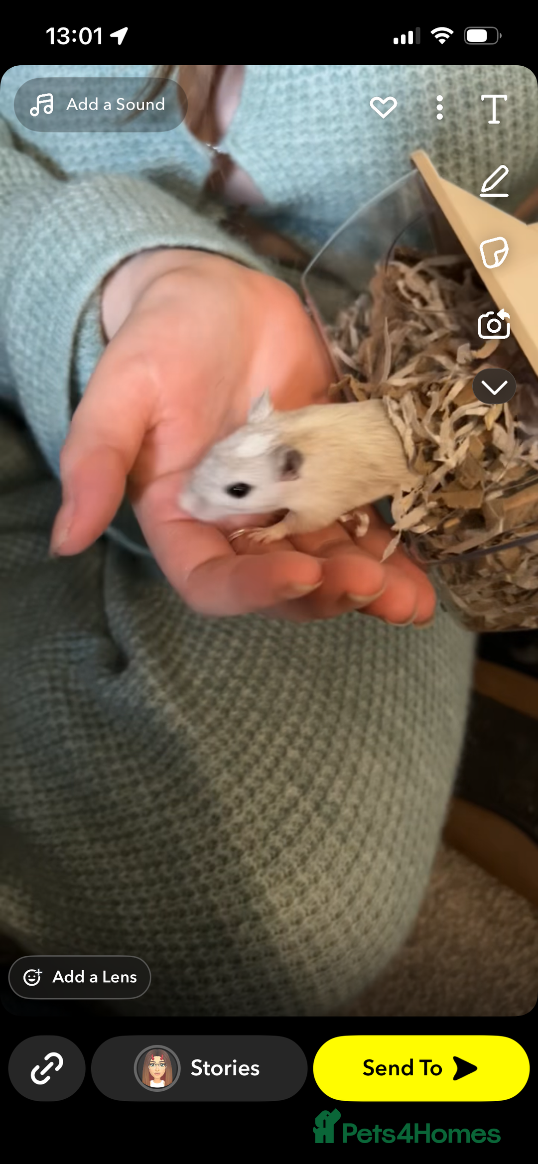 Gerbil rodents for sale: Pair of gerbils  - Image 2