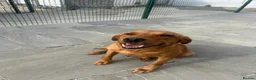 Labrador Retriever dogs for sale: 5 Star Council Registered Litter of Labrador pups - Advert 3