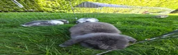 Mini Lop rabbits for sale: Mini lops *3 Girls, 1 Boy* - Advert 7