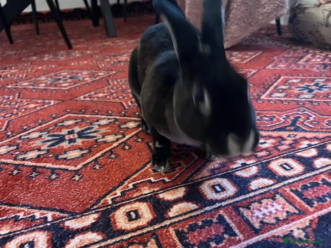 British Giant rabbits for sale: Mini Rex Rabbit with Hutch & Run Very Friendly in Wolverhampton - Advert 2