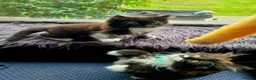 Mixed Breed cats for sale: Two fluffy kittens looking for forever loving home - Advert 4
