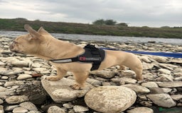 French Bulldog dogs for sale: Beautiful cream boy for re home 🩵 - Image 1