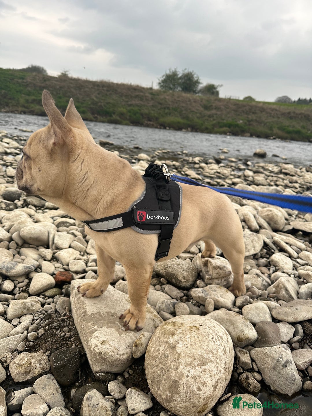 French Bulldog dogs for sale: Beautiful cream boy for re home 🩵 - Image 1