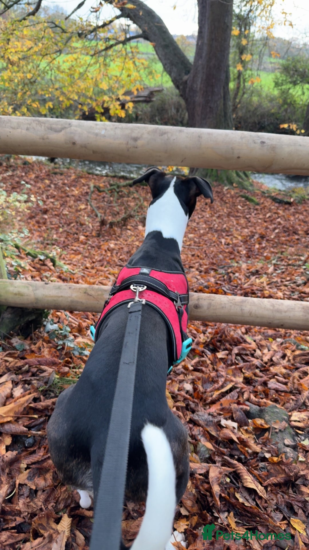 Mixed Breed dogs for sale: Lurcher / staff - Advert 1