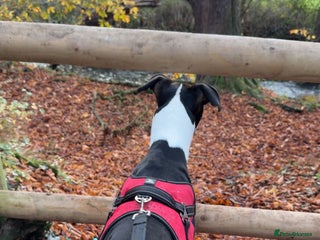 Mixed Breed dogs Lurcher / staff - Advert 4