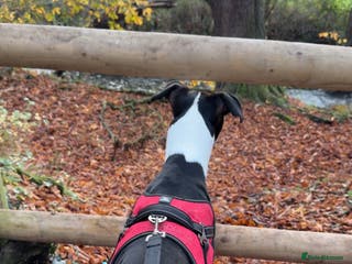 Mixed Breed dogs Lurcher / staff - Advert 21