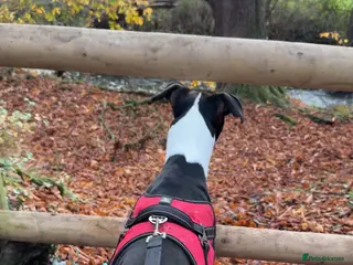 Mixed Breed dogs Lurcher / staff - Advert 3