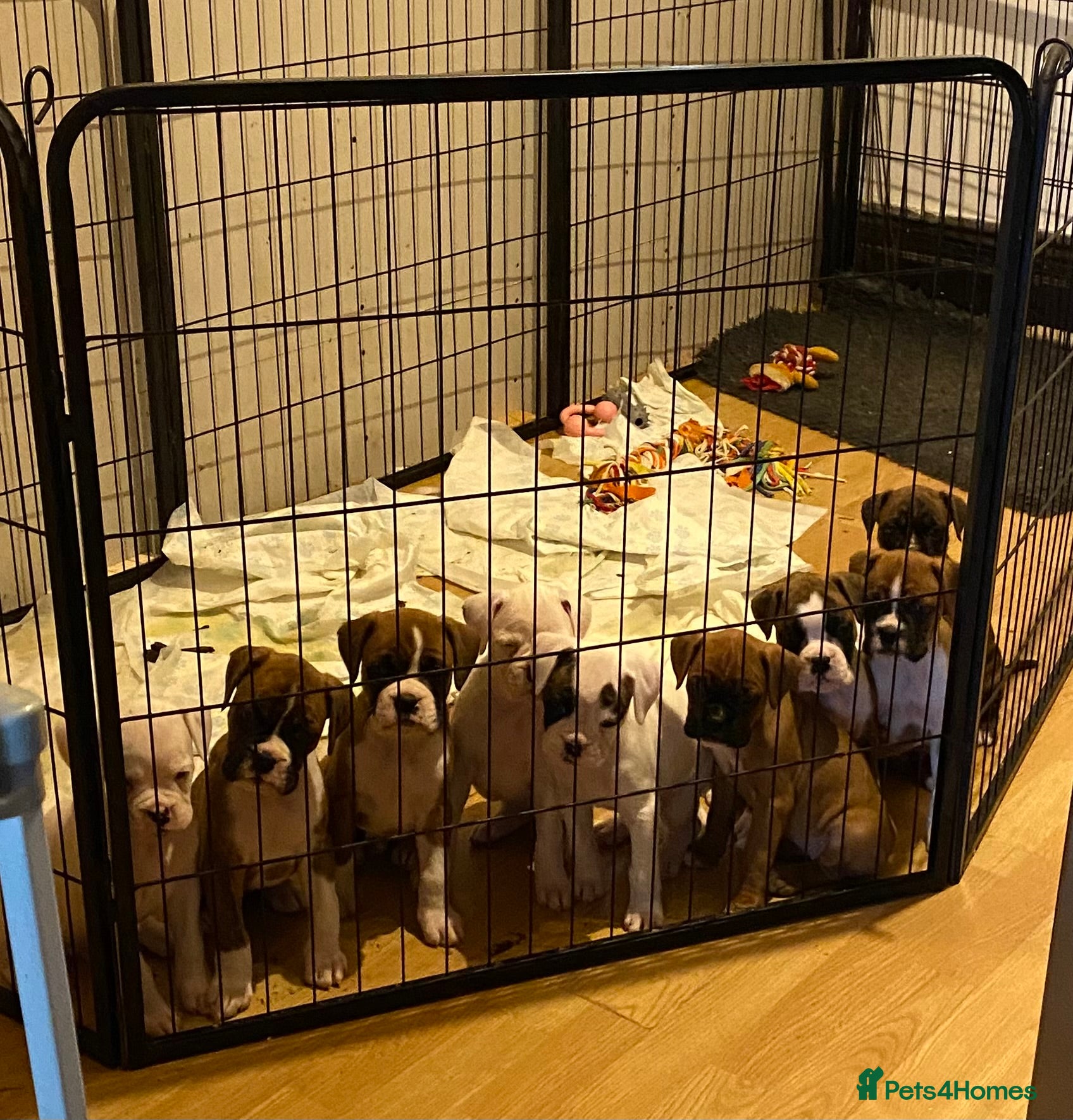 Boxer dogs Beautiful litter of boxer Babies  - Advert 16