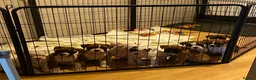Boxer dogs for sale: Beautiful litter of boxer Babies  - Advert 2