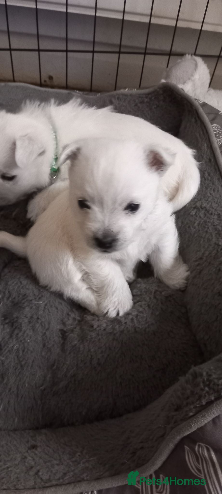 West Highland Terrier dogs Beautiful west Highland terriers  - Advert 3