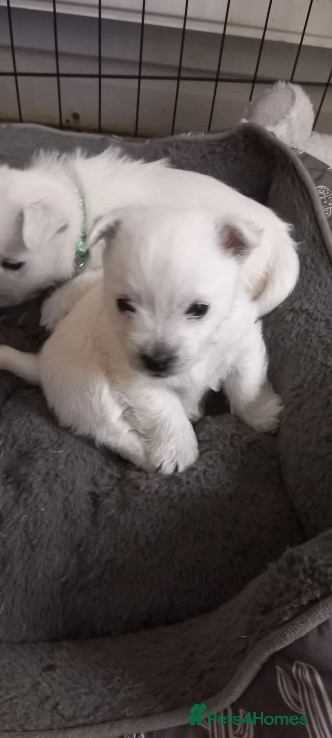 West Highland Terrier dogs for sale: Beautiful west Highland terriers  - Advert 1