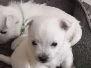 West Highland Terrier dogs Beautiful west Highland terriers - Advert 3