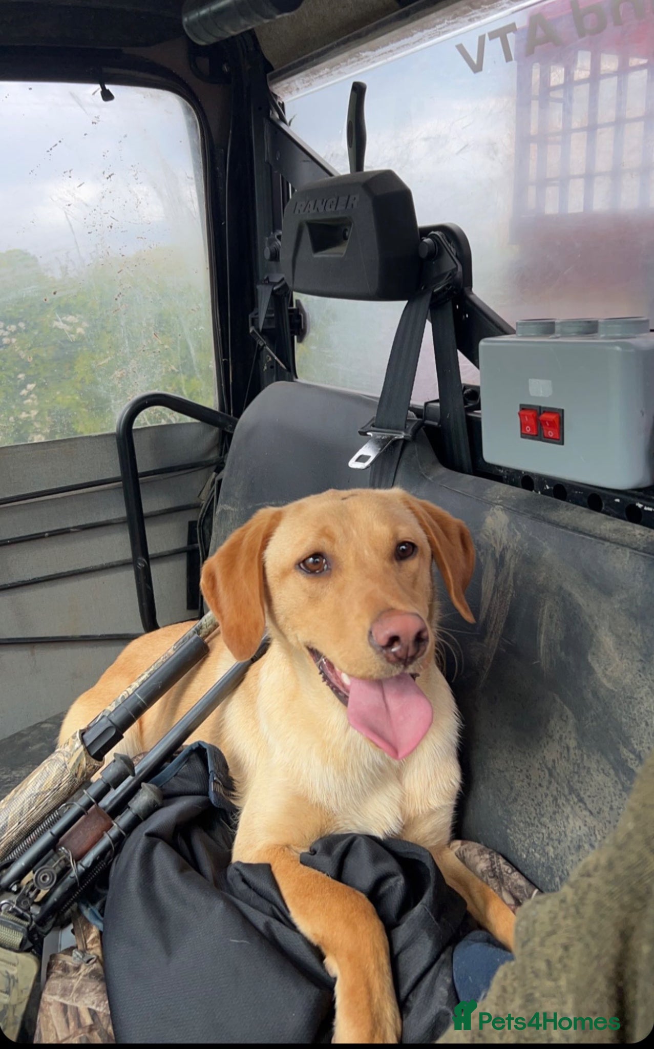 Labrador Retriever dogs for sale: KC working lab pups (health tested parents) - Advert 3