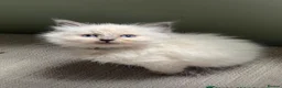 Ragdoll cats for sale: Ragdoll kitten in Liverpool - Advert 4