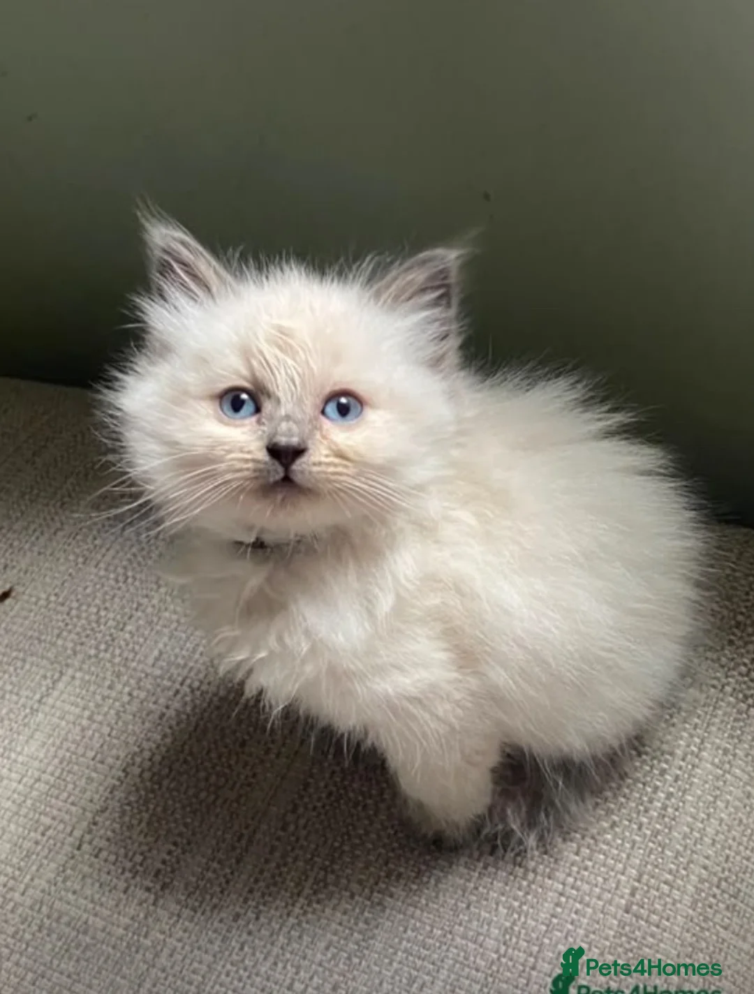 Ragdoll cats for sale: Ragdoll kitten in Liverpool - Advert 4