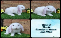 French Lop rabbits for sale: Fully Pedigree French Lops - Advert 11
