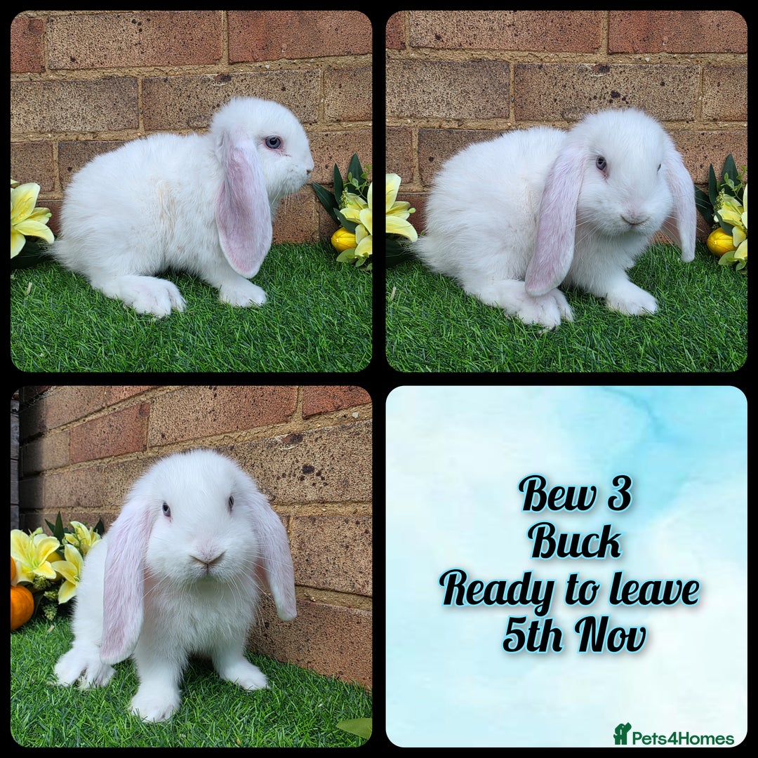 French Lop rabbits for sale: Fully Pedigree French Lops - Advert 11