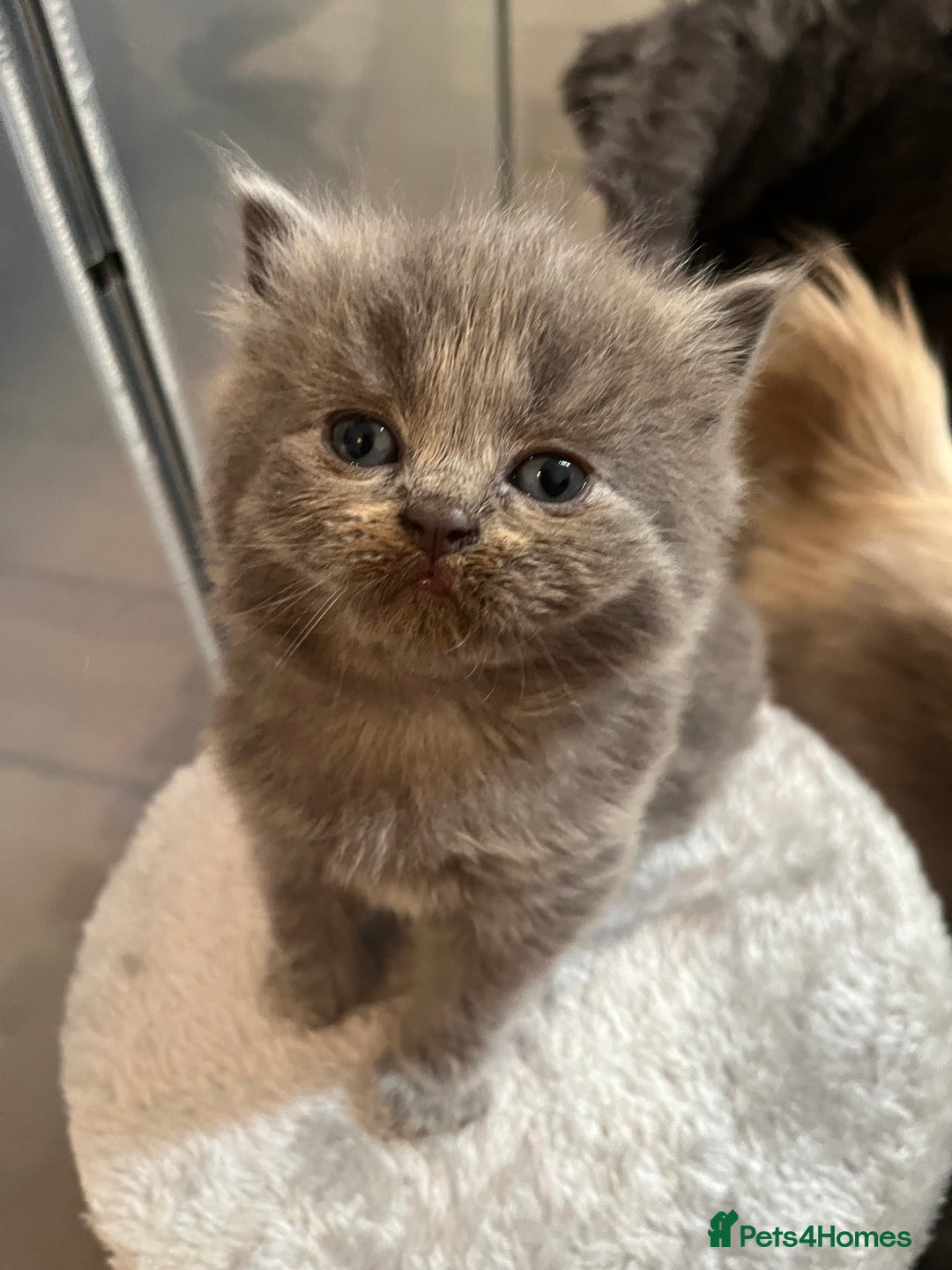 British Shorthair cats for sale: British Shorthair X Ragdoll - Image 3