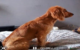 Cocker Spaniel dogs for sale:  Loving 1-Year-Old Cocker Spaniel Boy in Croydon - Image 5