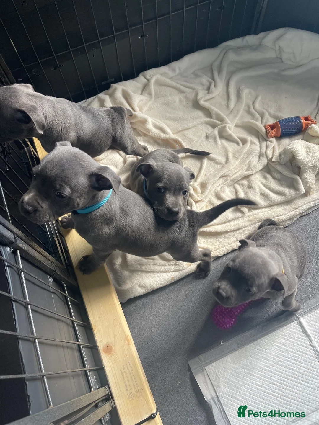 Staffordshire Bull Terrier dogs for sale: Beautiful Female Blue Staffordshire Bull Terrier  in Havant - Advert 11