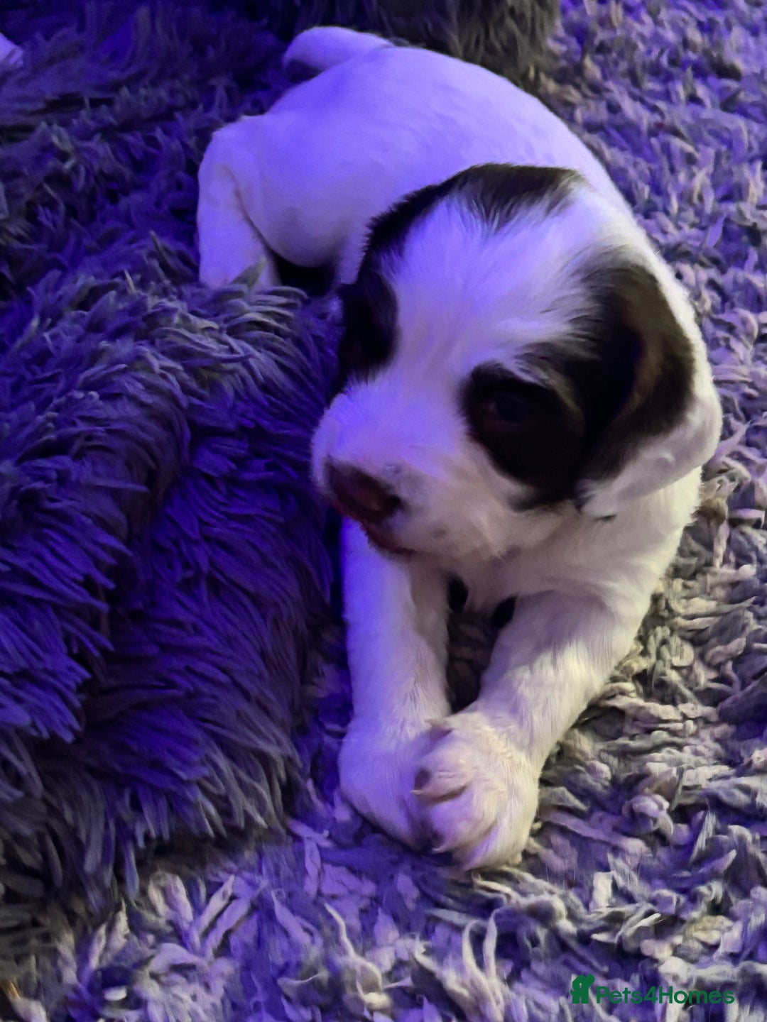 English Springer Spaniel dogs for sale: Beautiful English Springer Spaniel Puppies  - Image 10