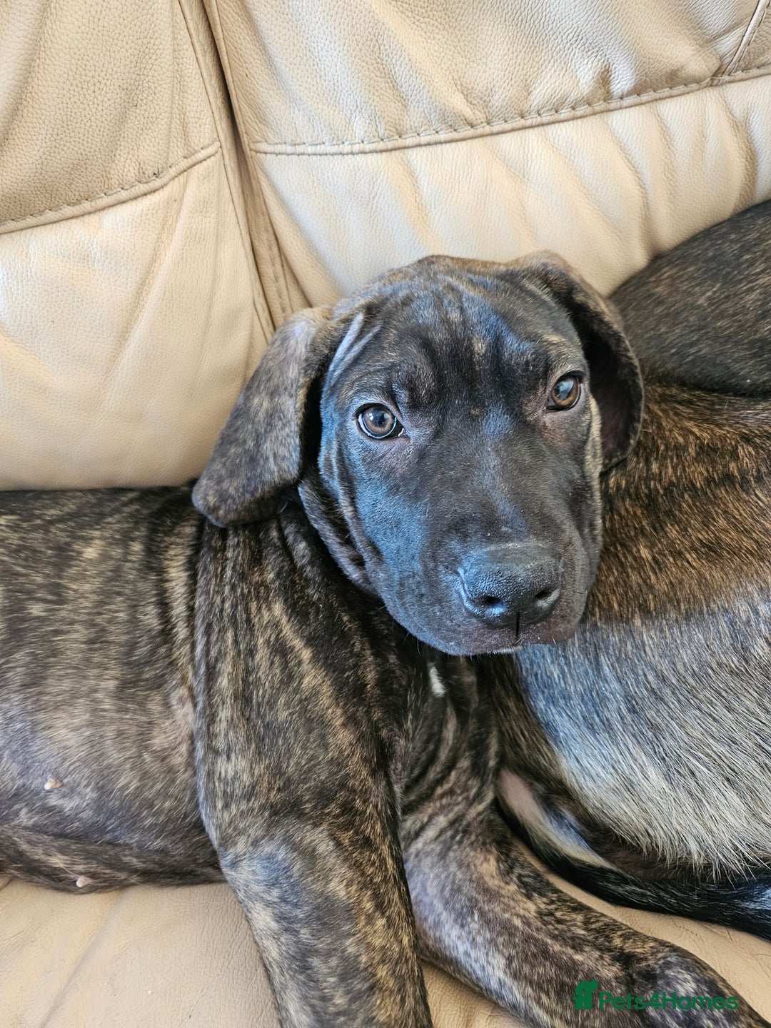 Cane Corso dogs for sale: Cane corso  - Image 11