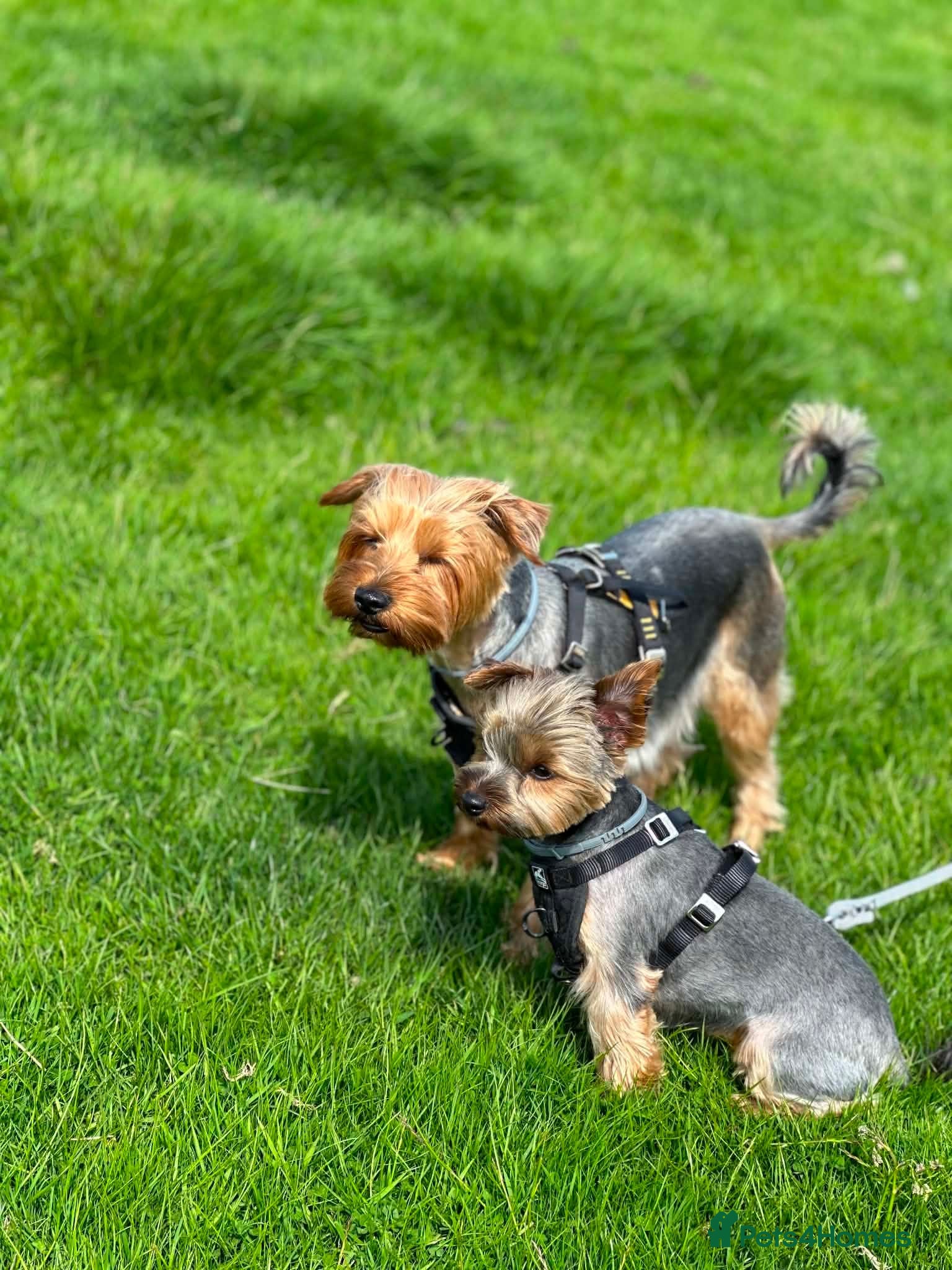Yorkshire Terrier dogs Yorkshire terriers puppies looking for homes - Advert 1