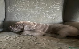 Cane Corso dogs for sale:  Pure breed Cane Corso  Puppies Looking for Homes  - Image 2
