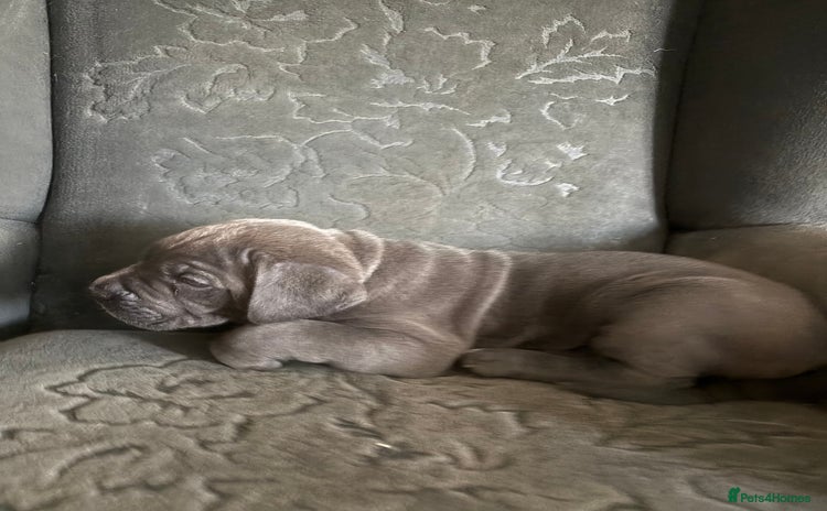 Cane Corso dogs - Advert 3
