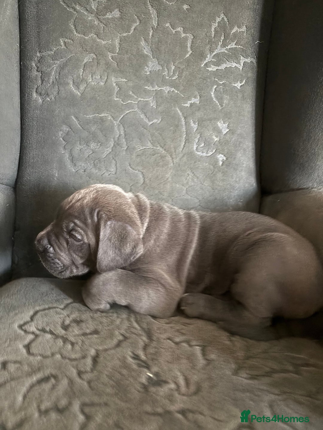 Cane Corso dogs for sale:  Pure breed Cane Corso  Puppies Looking for Homes  - Image 2