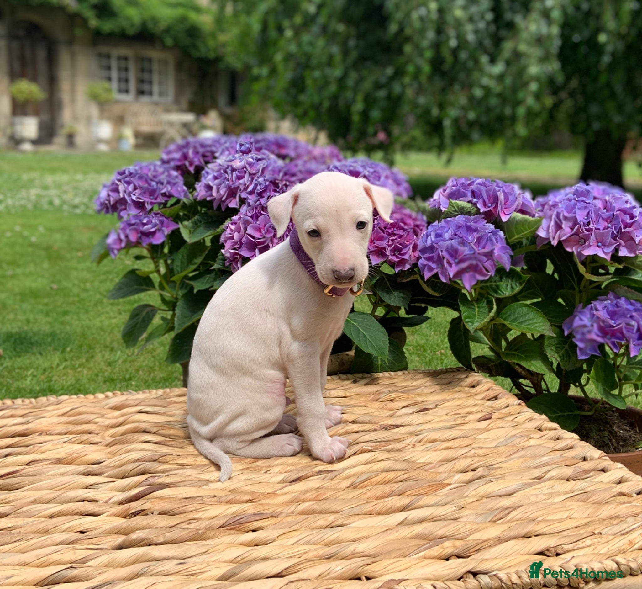Italian Greyhound dogs KC Italian greyhound puppies East. Europ lineage - Advert 8