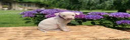 Italian Greyhound dogs for sale: KC Italian greyhound puppies East. Europ lineage - Advert 4