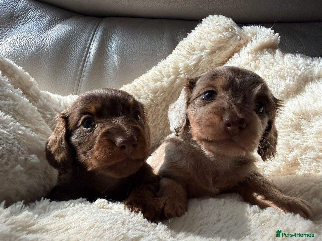 Miniature Dachshund dogs for sale: Fantastic long haired miniature dachshund - Image 5