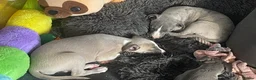 Whippet dogs for sale: NEW KIDS ON THE BLOCK /STUNNING  RKC LITTER  - Advert 2