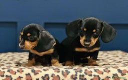 Miniature Dachshund dogs for sale: Short Haired Miniature Dachshunds - Image 5