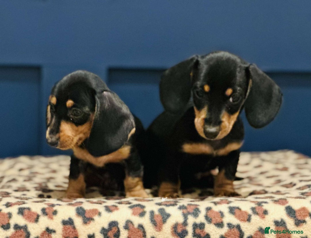 Miniature Dachshund dogs for sale: Short Haired Miniature Dachshunds - Image 5