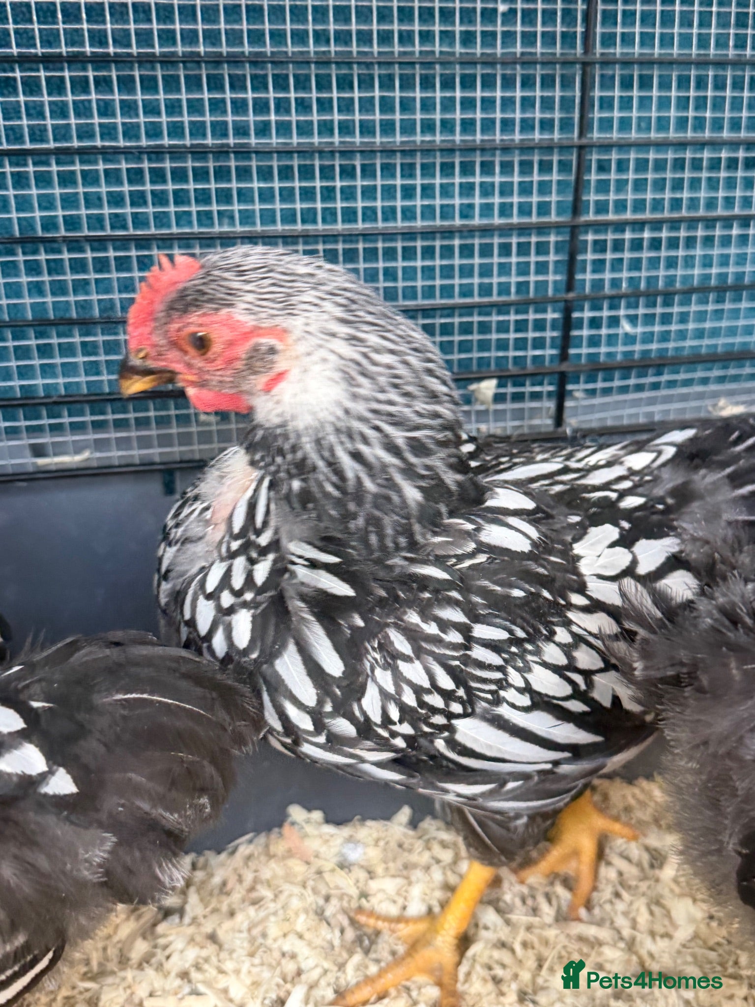 Chickens poultry Pure Silver Laced Wyandotte Cockerels x 2 - Advert 4