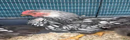 Chickens poultry for sale: Pure Silver Laced Wyandotte Cockerels x 2 in Slough - Advert 1