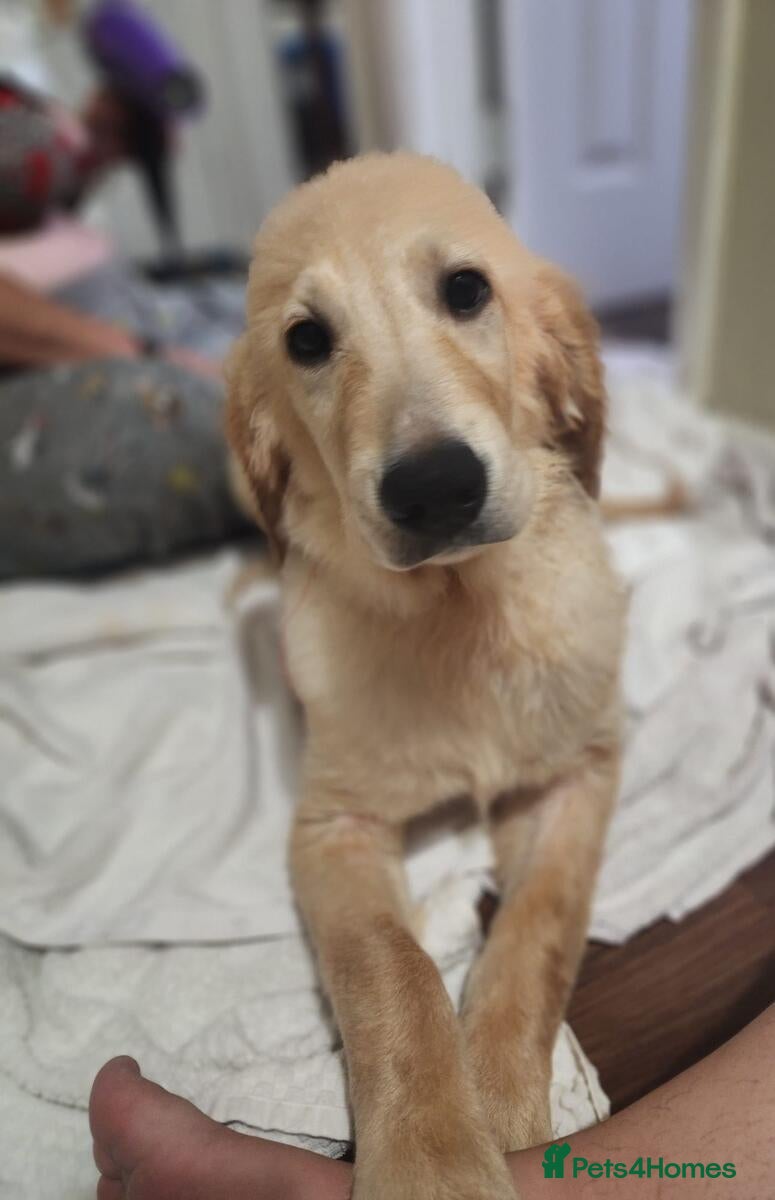 Golden Retriever dogs pretty girl is looking for her forever family home - Advert 6