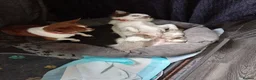 Chihuahua dogs for sale: Chihuahua puppies - Advert 7