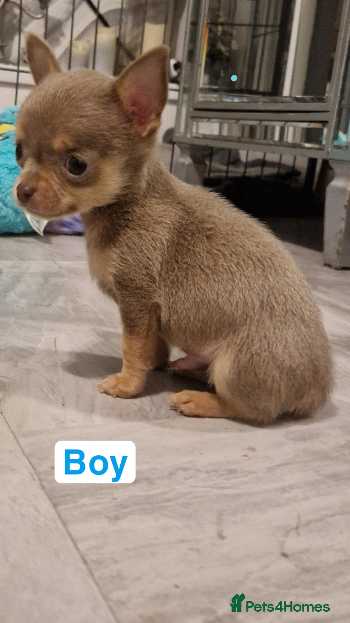 Chihuahua dogs Puppies - Advert 2