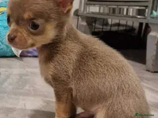 Chihuahua dogs Puppies - Advert 11