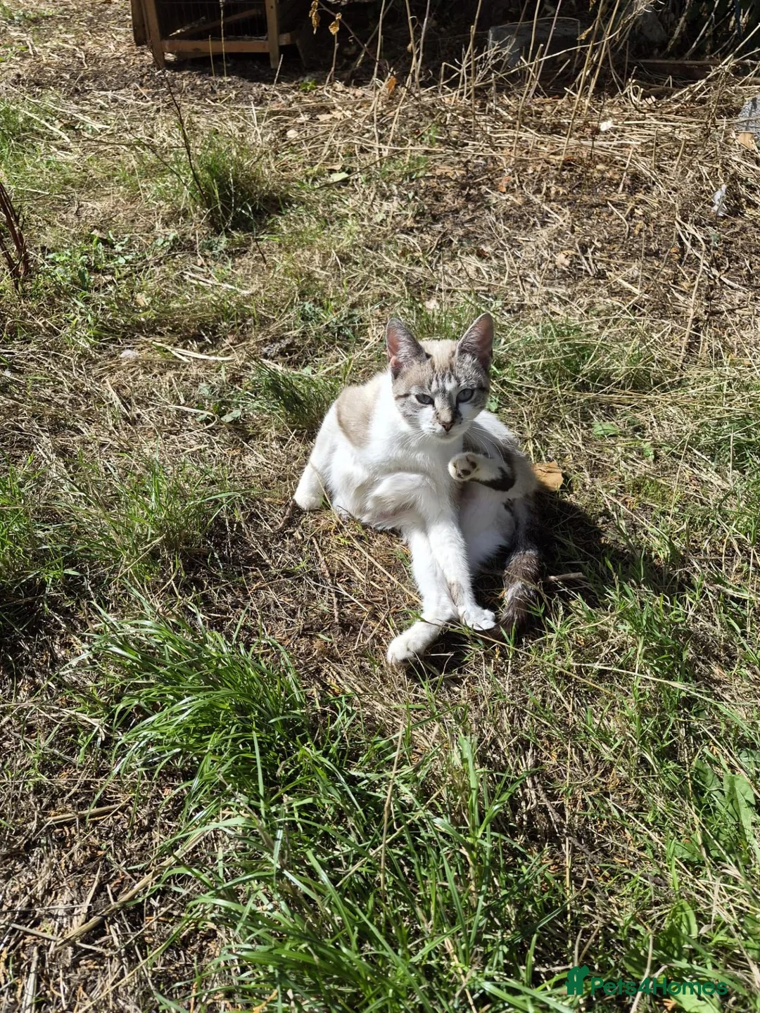 Mixed Breed cats for sale: KITTEN in Cullompton - Advert 9