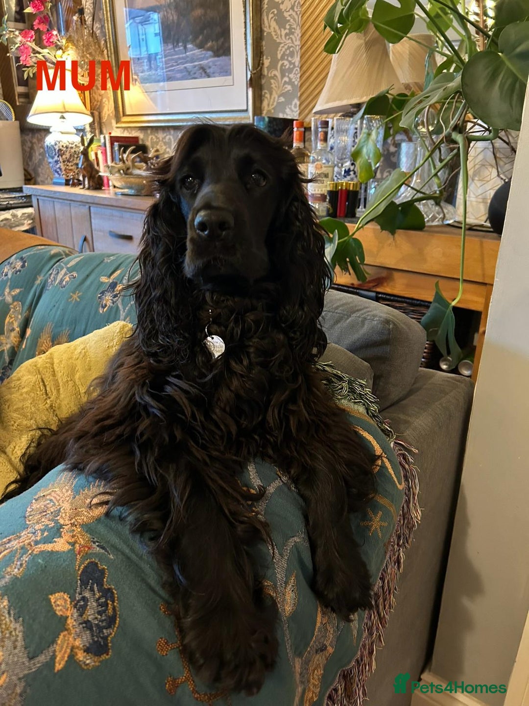 Cocker Spaniel dogs for sale: SHOW Cockers Spaniels due  - Advert 14