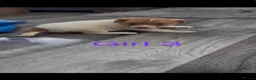 Jack Russell dogs for sale: Jack Russell puppy’s  - Advert 11