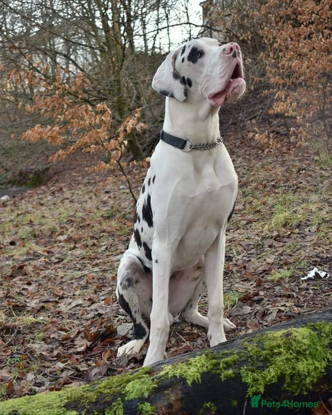 Great Dane dogs for stud: Great Dane for Stud in Bathgate - Advert 4