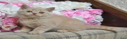 British Shorthair cats for sale: Stunning Cream British Shorthair girl - Advert 5