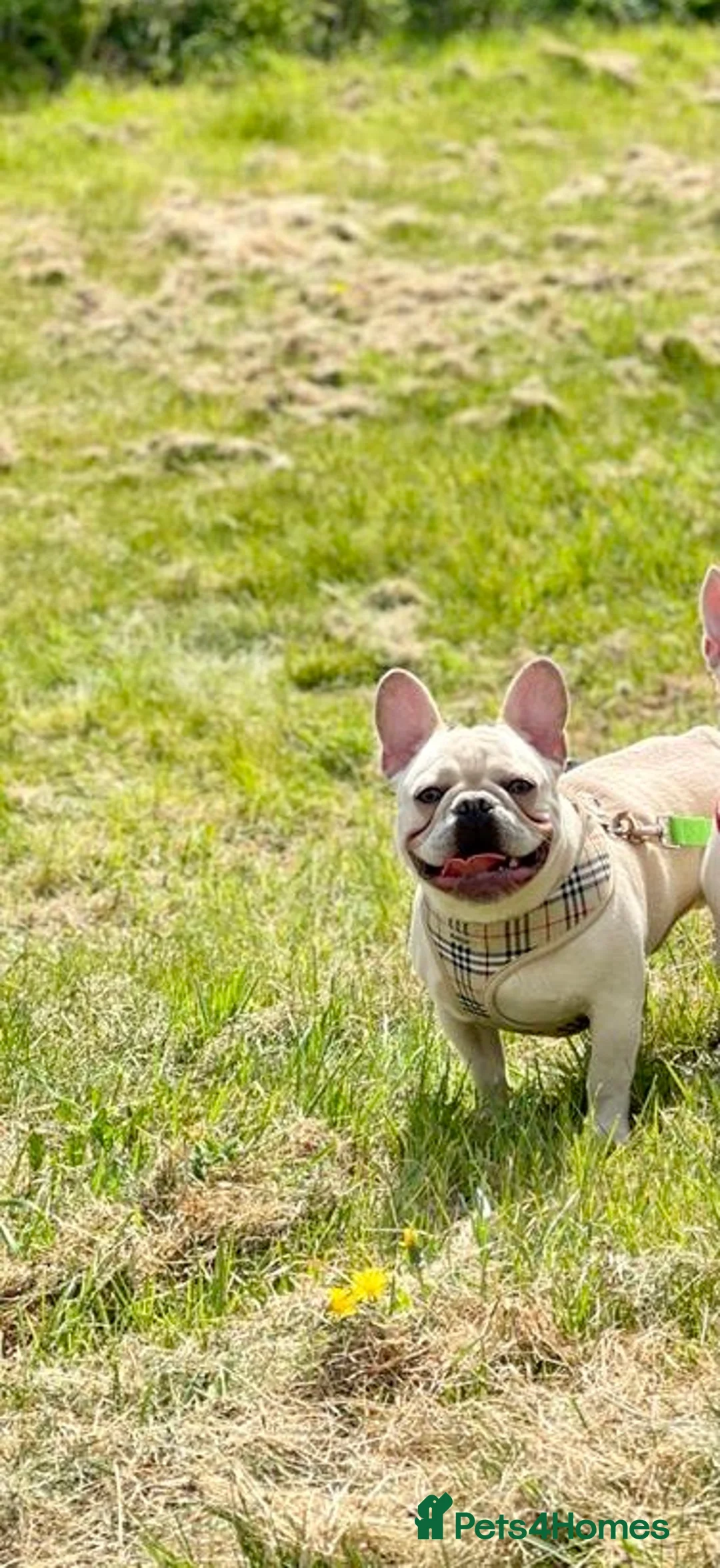 French Bulldog dogs for stud: 🌟🔥LILAC PLATINUM KC REG FRENCH BULLDOG STUD🔥🌟 in Uxbridge - Advert 18