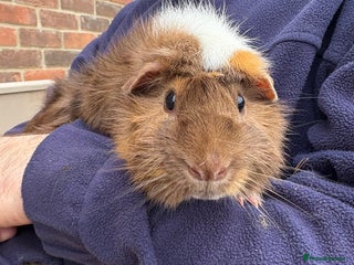 Guinea Pig rodents Beautiful male Guinea pig - Advert 7